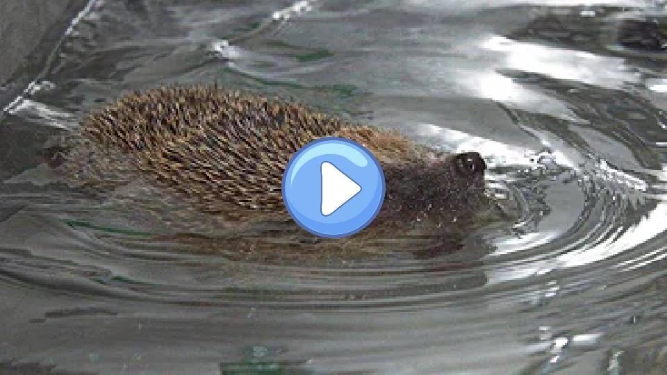 Video thumb: Injured Hedgehog Named After Michael Phelps Swims Laps in Small Pool