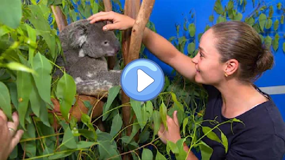 Video thumb: Tennis star Ashleigh Barty visits koalas injured in Australian bushfires | AFP