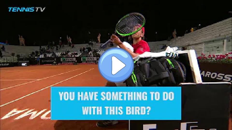 Video thumb: Lucas Pouille humorously asks umpire to remove a bird from the court | Rome 2018