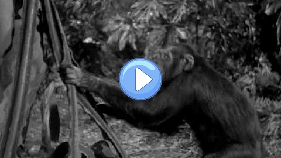 Video thumb: TARZAN YELL - Johnny Weissmuller at RKO Studios