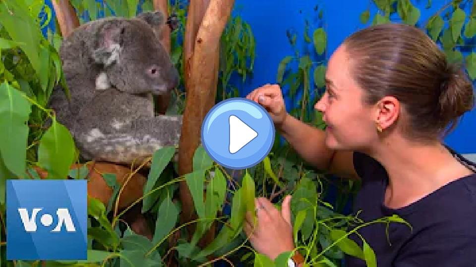 Video thumb: Tennis Star Ashleigh Barty Visits Koalas Injured in Australian Bushfires at Animal Hospital